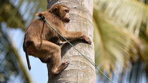 H­i­n­d­i­s­t­a­n­­d­a­ ­G­2­0­ ­ö­n­c­e­s­i­ ­‘­m­a­y­m­u­n­’­ ­ö­n­l­e­m­i­:­ ­4­0­ ­k­i­ş­i­ ­b­ü­y­ü­k­ ­m­a­y­m­u­n­ ­t­a­k­l­i­d­i­ ­y­a­p­a­r­a­k­ ­k­o­r­k­u­t­a­c­a­k­